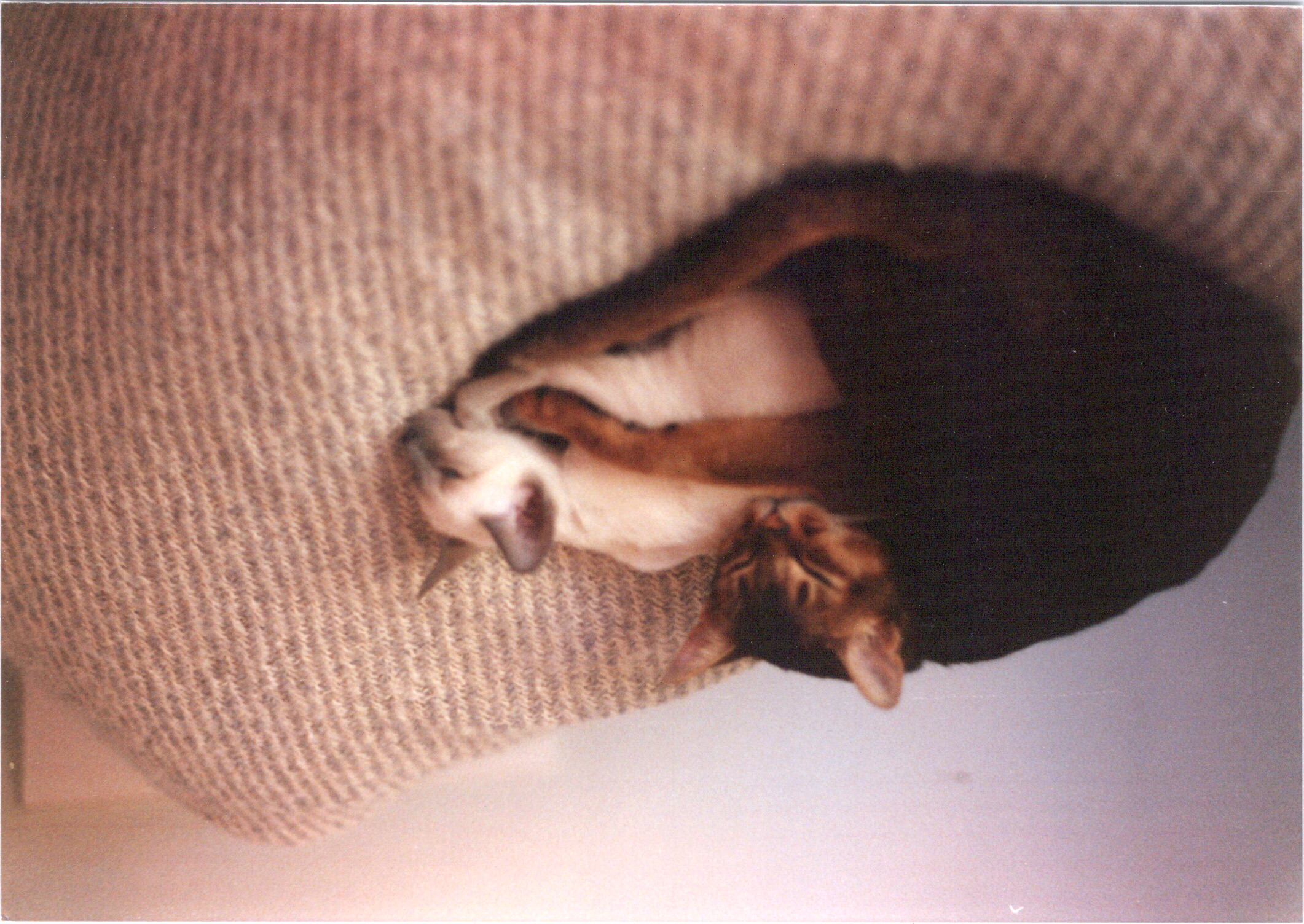 2025-04-12-0010