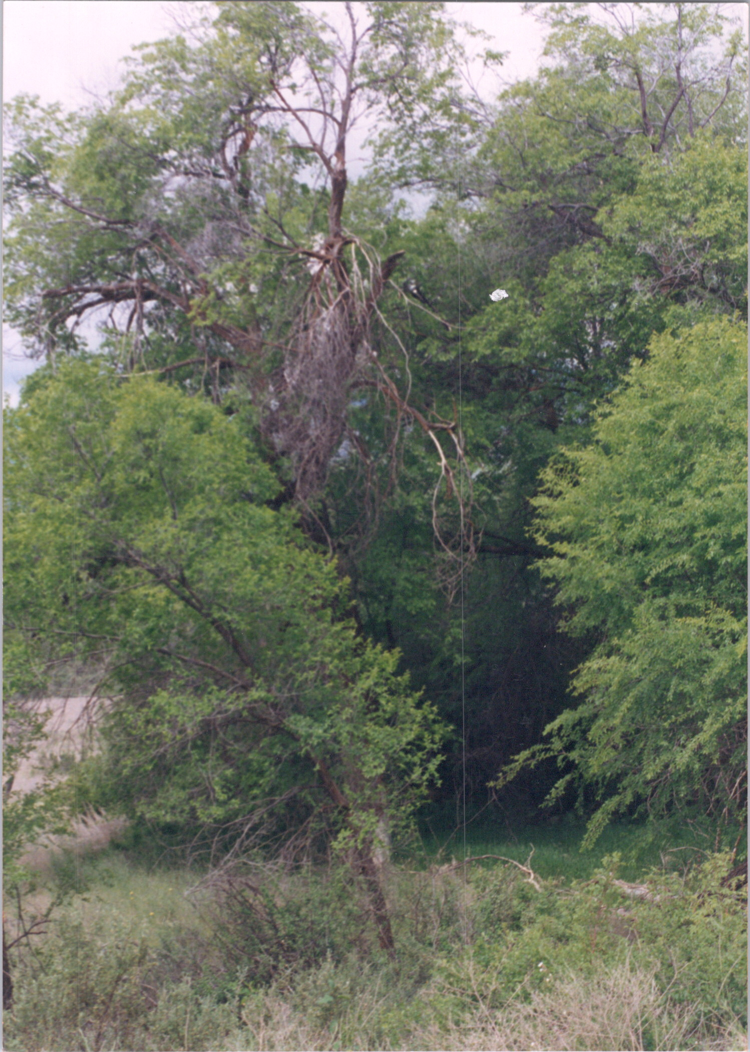 2025-04-12-0488